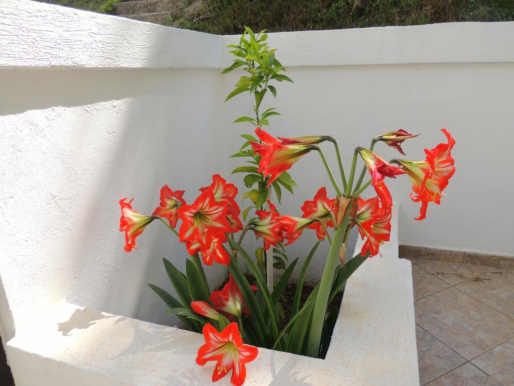 Guest house Budvanka